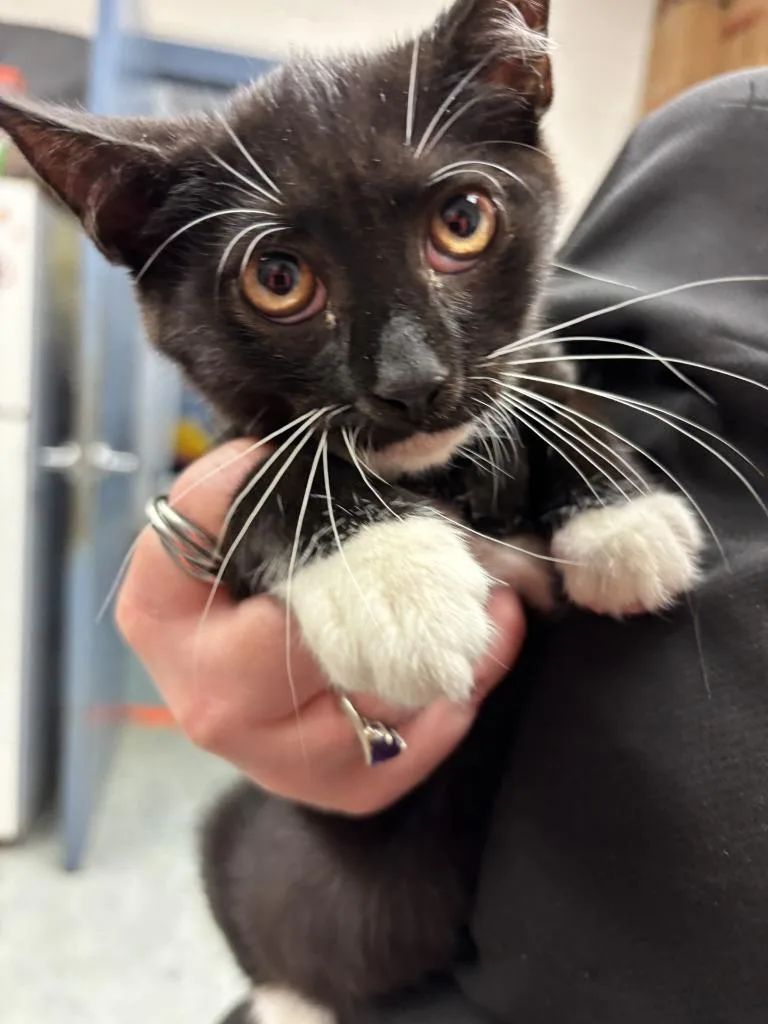 A baby small-sized male Domestic Short Hair cat named Gabriel for adoption in Warrenton, NC