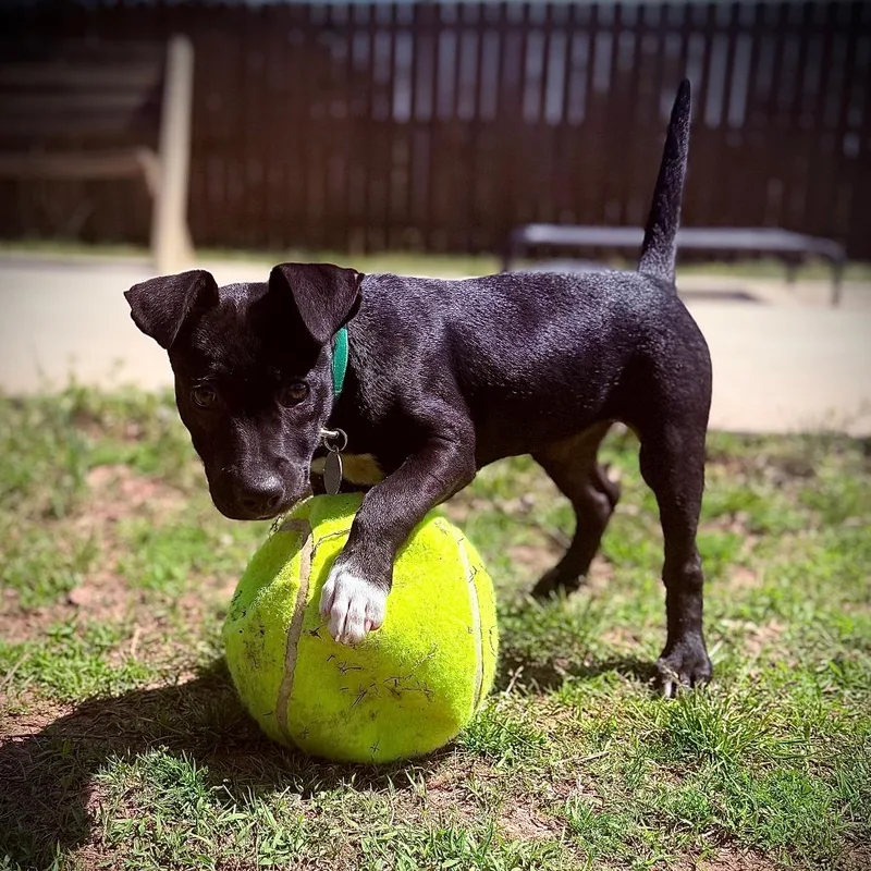 A baby medium-sized female Black Mixed Breed dog named Trinity for adoption in Greensboro, GA