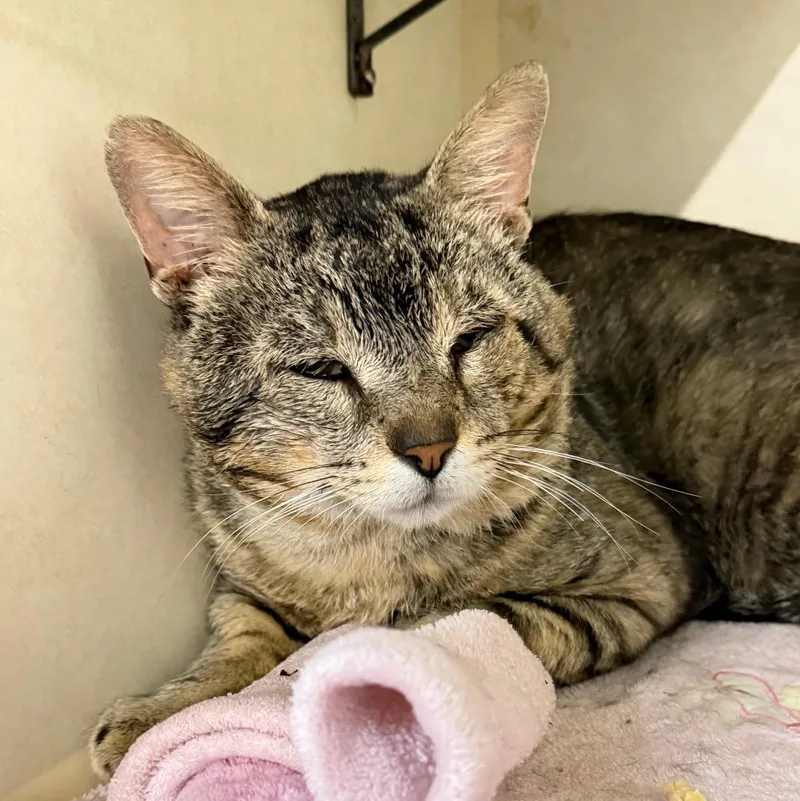 A young large-sized male Domestic Short Hair cat named Sir Edward for adoption in Battle Creek, MI