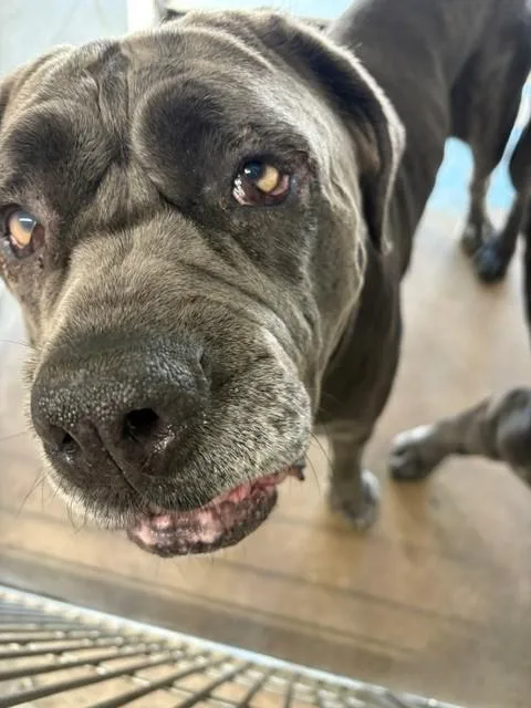 An adult large-sized female Neapolitan Mastiff dog named Luna Dale for adoption in Burbank, CA
