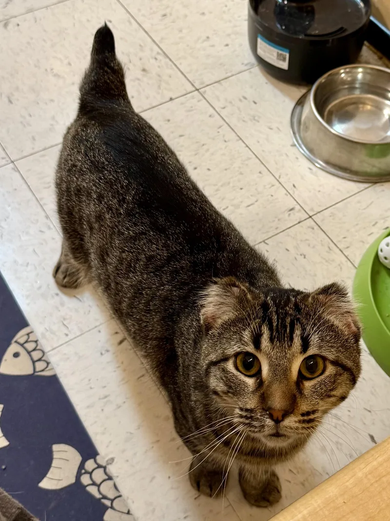An adult large-sized male Tabby (Brown / Chocolate) Domestic Short Hair cat named Adonis for adoption in Independence, IA
