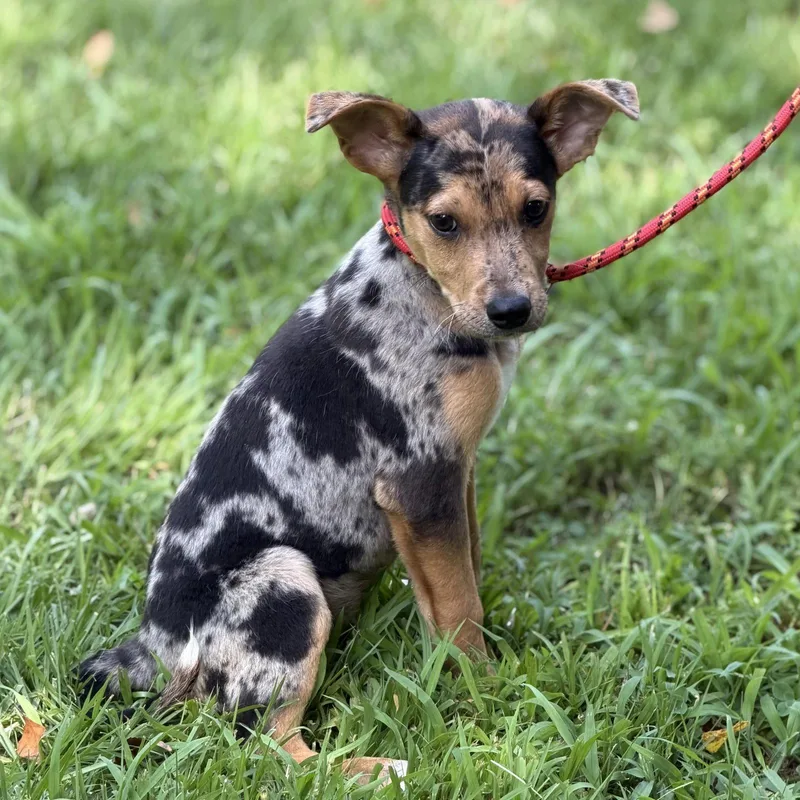 A baby small-sized male Hound dog named Cowboy for adoption in Locust Fork, AL