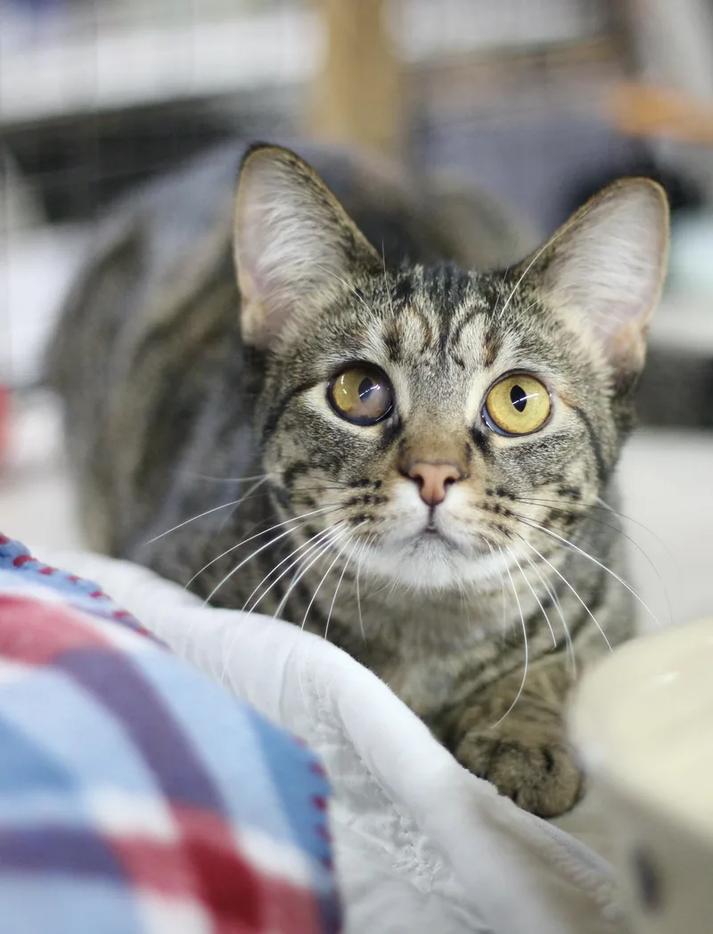 A young medium-sized female Tabby (Buff / Tan / Fawn) Domestic Short Hair cat named Abigail for adoption in Avon Lake, OH