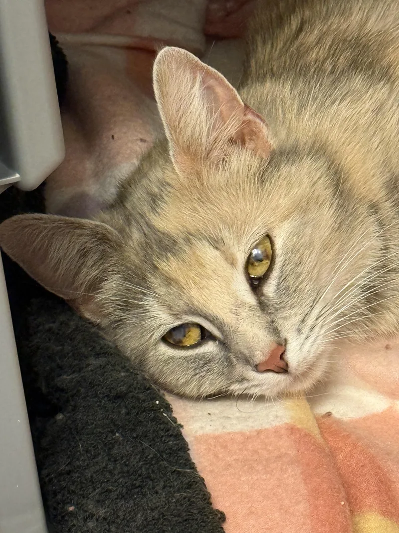 A young medium-sized female Buff / Tan / Fawn Domestic Short Hair cat named Lilith for adoption in Morgantown, WV
