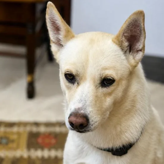 A young medium-sized female White / Cream Siberian Husky dog named Sunny for adoption in Naperville, IL