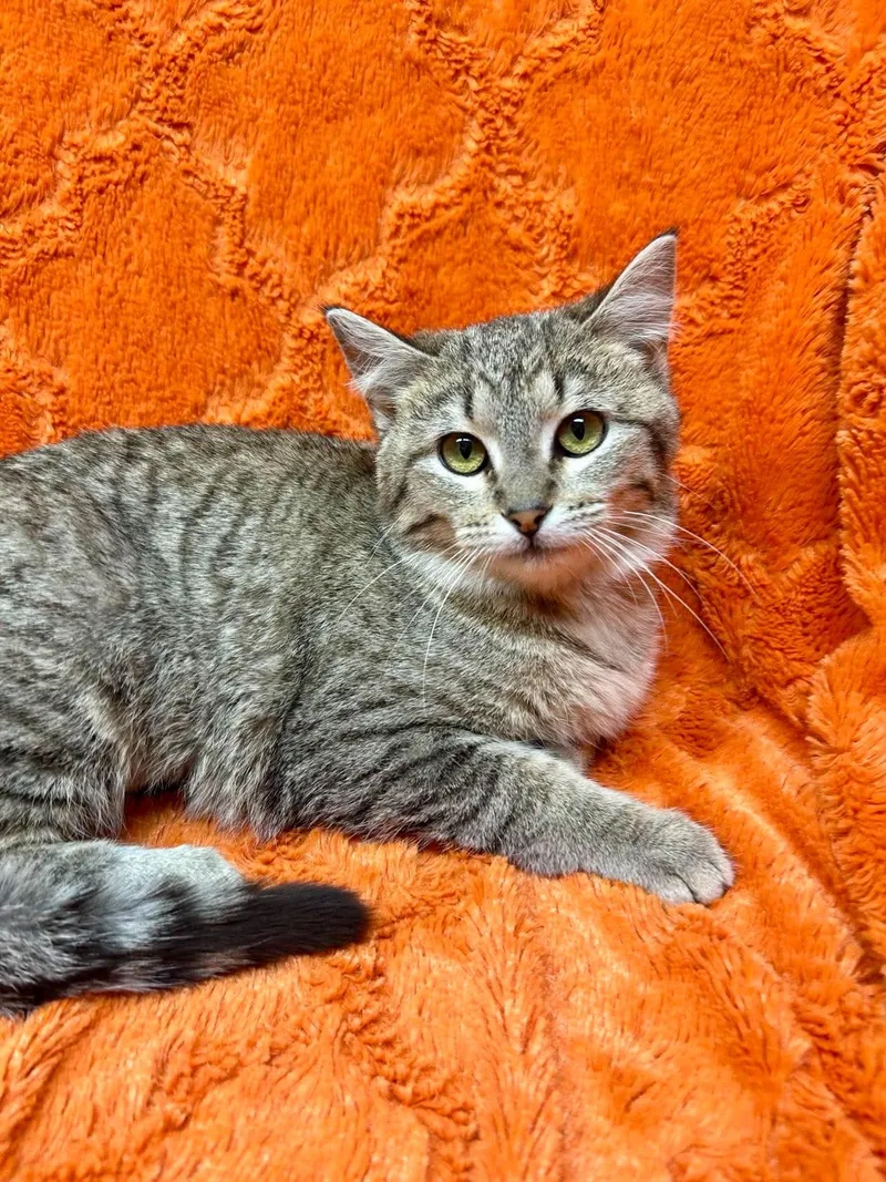 A young medium-sized female Tabby (Gray / Blue / Silver) Domestic Short Hair cat named Meadow for adoption in Alexandria, MN