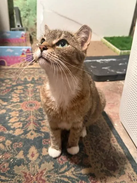 An adult medium-sized female Tabby (Brown / Chocolate) Domestic Short Hair cat named GretaRhianna Pine for adoption in Philadelphia, PA