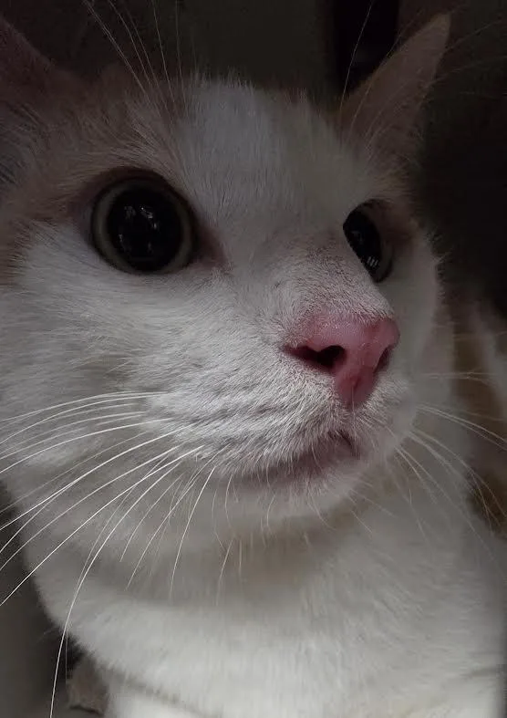 An adult medium-sized male Domestic Short Hair cat named Ducky for adoption in Los Angeles, CA