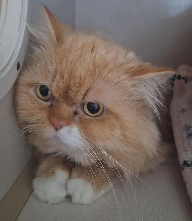 An adult medium-sized male Persian cat named Quincy for adoption in Chappell, NE