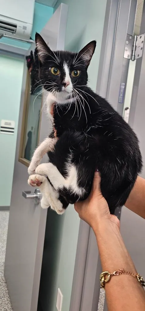 A young medium-sized female Domestic Short Hair cat named Momma for adoption in Athens, TN
