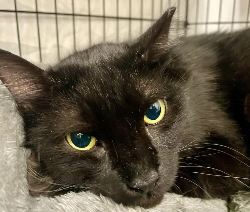An adult medium-sized male Black Domestic Long Hair cat named Mr. Mags for adoption in Vacaville, CA