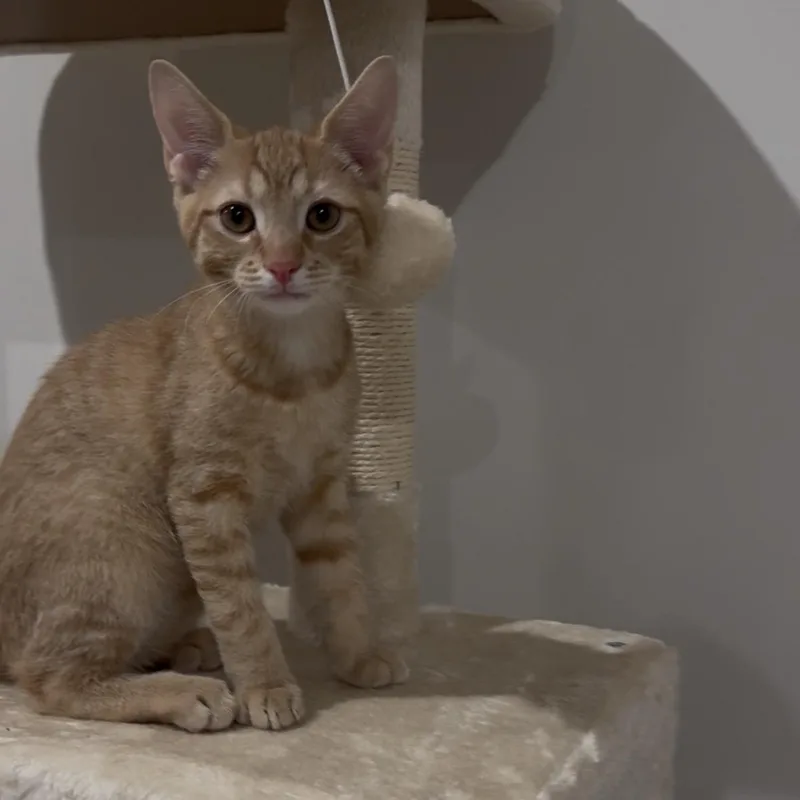A baby small-sized male Tabby (Orange / Red) Domestic Short Hair cat named Char Aznable for adoption in Richmond, VA