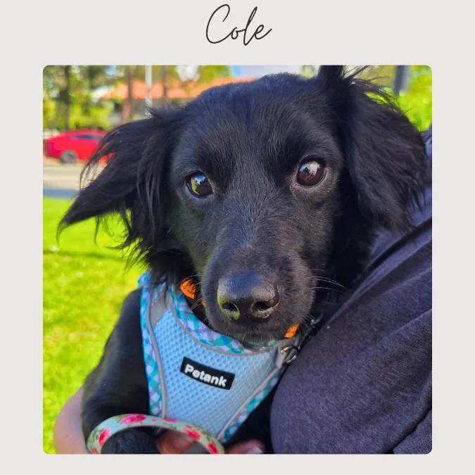 A young small-sized male Black Spaniel dog named Cole for adoption in San Juan Capistrano, CA