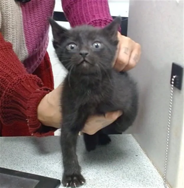 A baby small-sized female Domestic Short Hair cat named A for adoption in Oklahoma City, OK