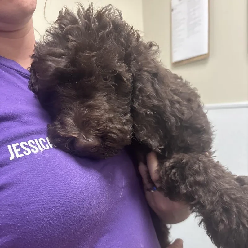 A baby medium-sized male Brown / Chocolate Poodle dog named Biscotti for adoption in Tulsa, OK