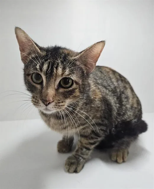 A young medium-sized female Domestic Short Hair cat named Nala for adoption in Winter Haven, FL