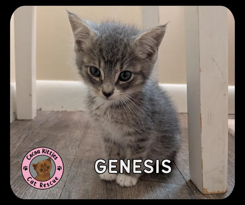 Genesis thumbnail 2