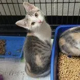 A young medium-sized female Dilute Calico Domestic Short Hair cat named LaTavia for adoption in Portsmouth, OH
