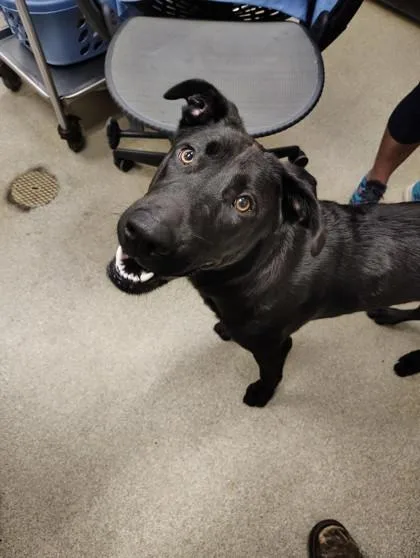 A young large-sized female Labrador Retriever dog named Luna for adoption in Palm Coast, FL
