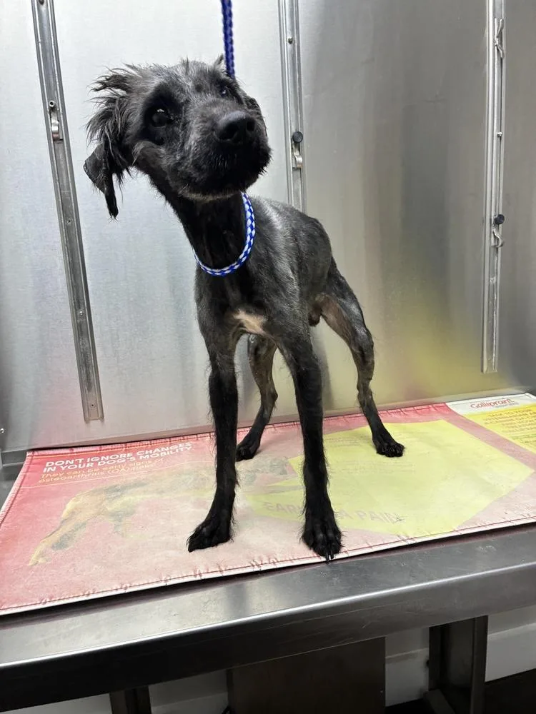 An adult large-sized male Terrier dog named Victory for adoption in Marietta, GA