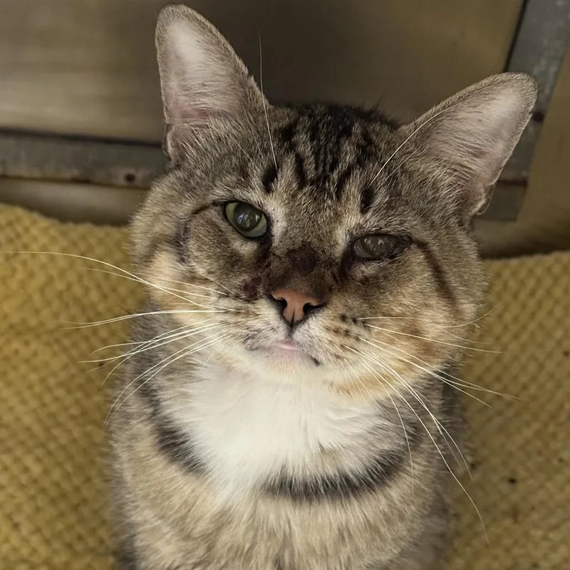 An adult large-sized male Brown / Chocolate Domestic Short Hair cat named Teddy Ruxpin for adoption in Matteson, IL