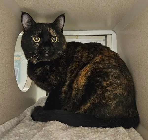 A senior medium-sized female Domestic Short Hair cat named Maya for adoption in Oakland, CA