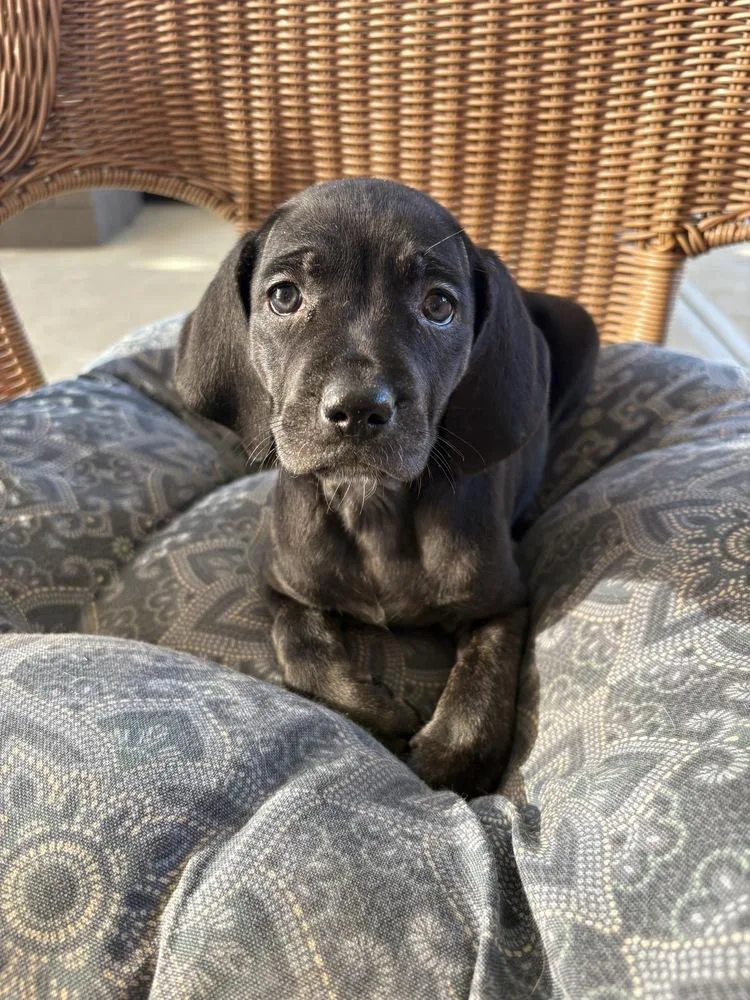 A baby large-sized female Hound dog named Cindy for adoption in Irwin, PA