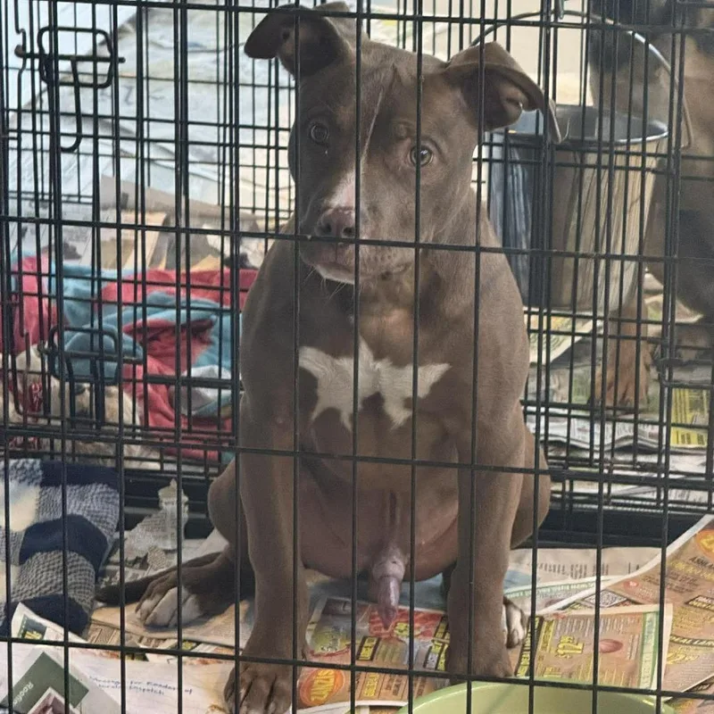 A young medium-sized male Red / Chestnut / Orange Mixed Breed dog named Rollins Stray for adoption in Huntington, WV