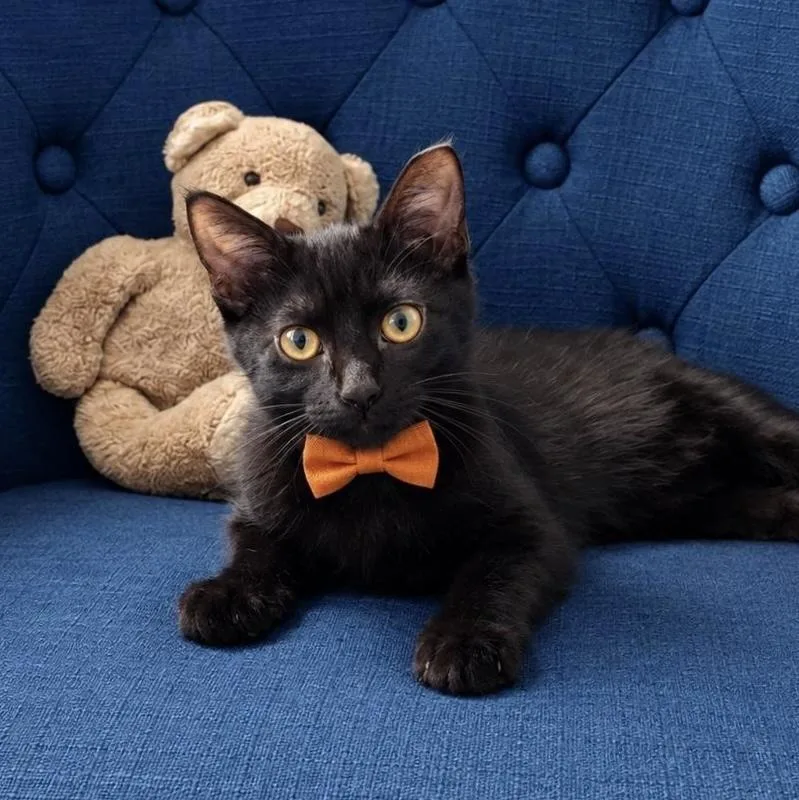 A baby small-sized male Domestic Short Hair cat named Sirius for adoption in Panama City Beach, FL