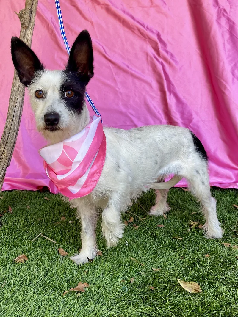 A young small-sized female Terrier dog named Darcy for adoption in Rowland Heights, CA