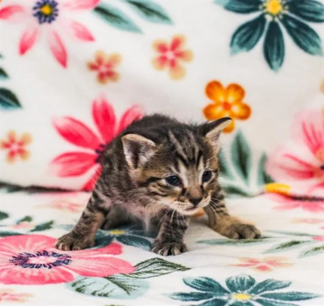 A baby small-sized male Domestic Short Hair cat named Fetty for adoption in Riverside, CA