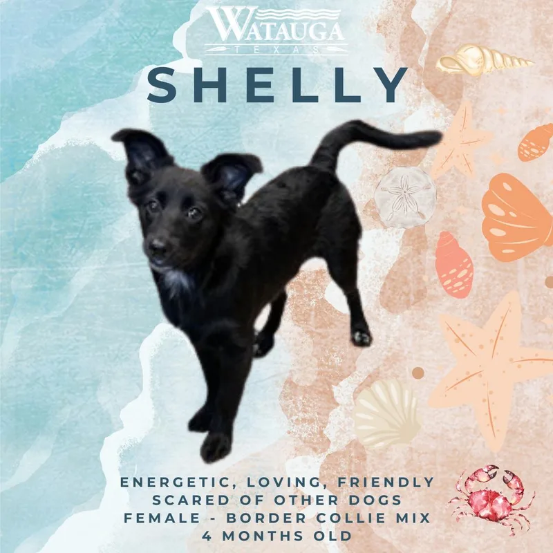 A baby medium-sized female Border Collie dog named Shelly for adoption in Watauga, TX