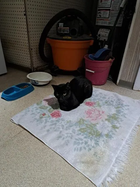 A baby medium-sized male Domestic Short Hair cat named Rex for adoption in Ewing, NJ