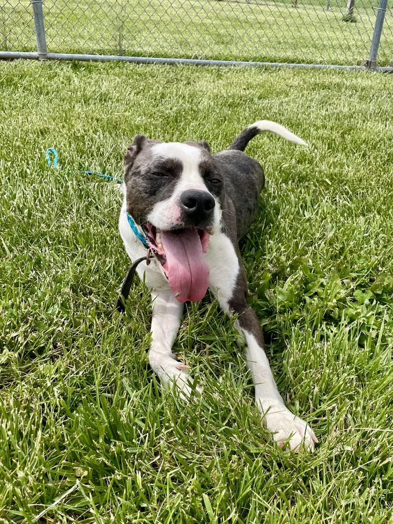 An adult medium-sized male White / Cream Mixed Breed dog named Ben for adoption in Washington Court House, OH