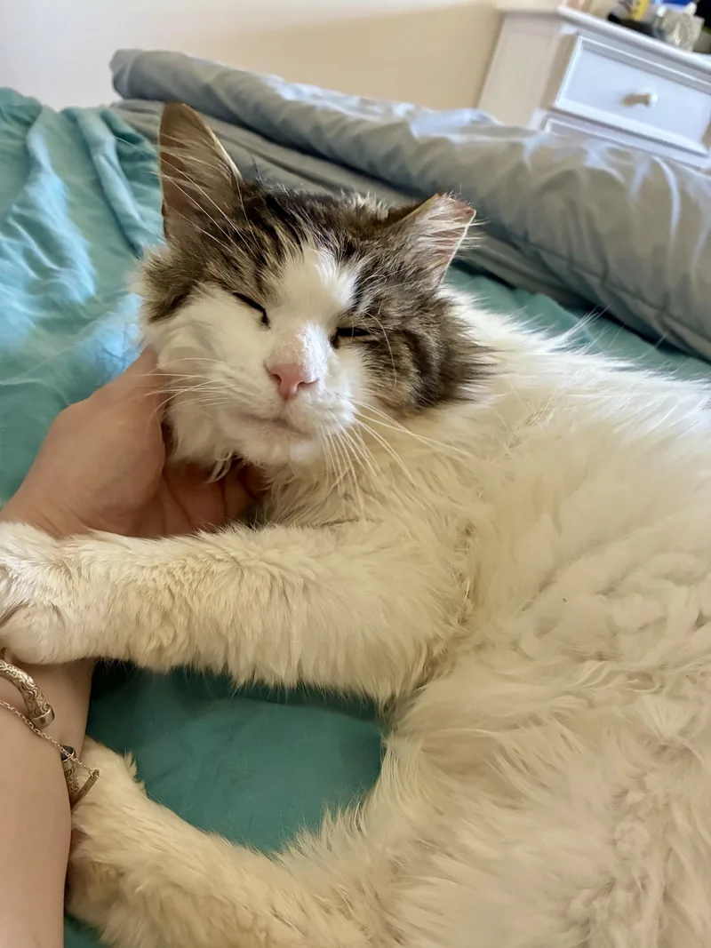Rufus thumbnail 2