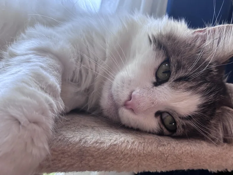 Rufus thumbnail 5