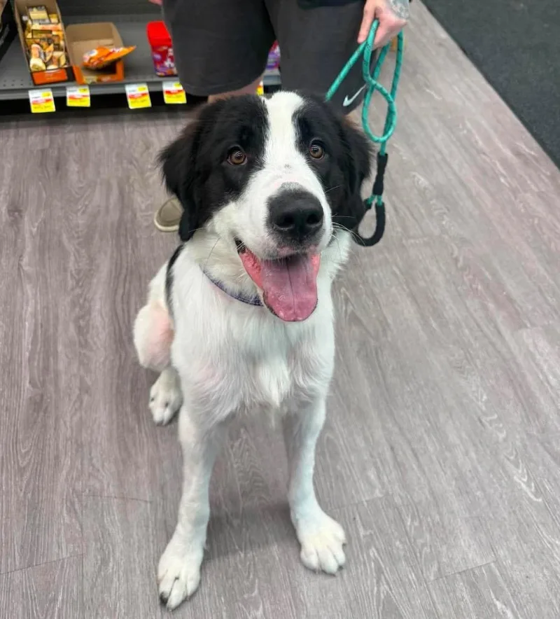 A young medium-sized female Saint Bernard dog named Jolene for adoption in Marion, OH