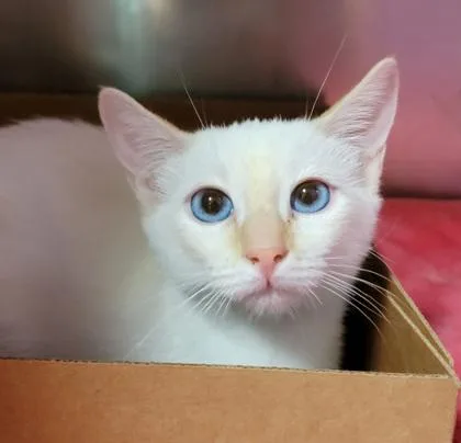 A baby small-sized female Domestic Short Hair cat named Skater for adoption in West Chester, PA