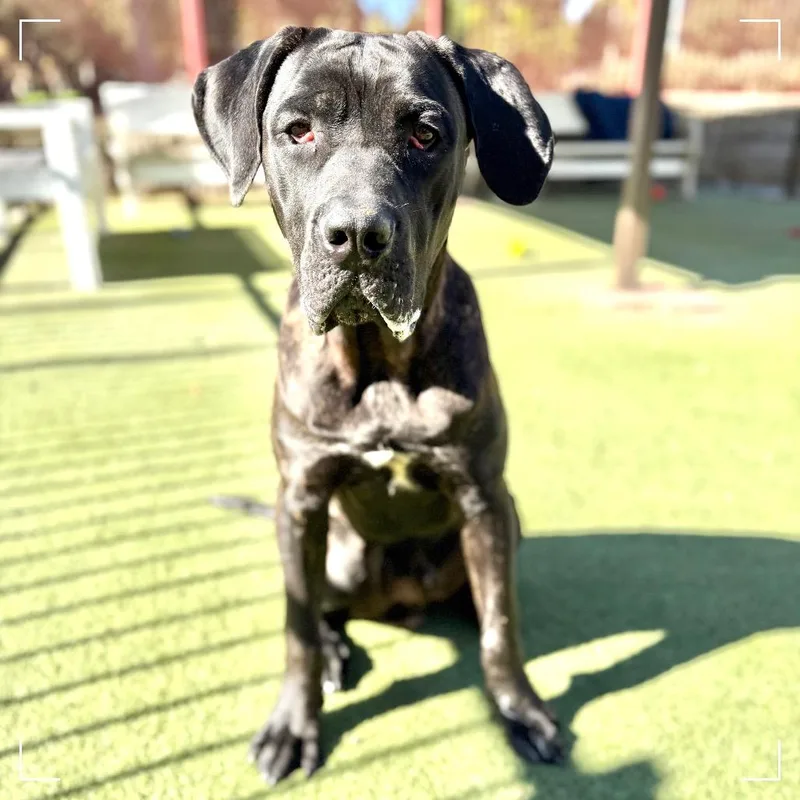 An adult large-sized male Black Cane Corso dog named Kane for adoption in Upland, CA