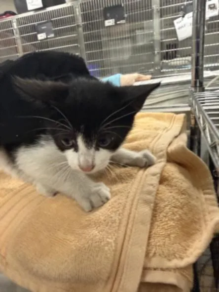 A baby small-sized female Domestic Short Hair cat named Gino for adoption in Van Nuys, CA
