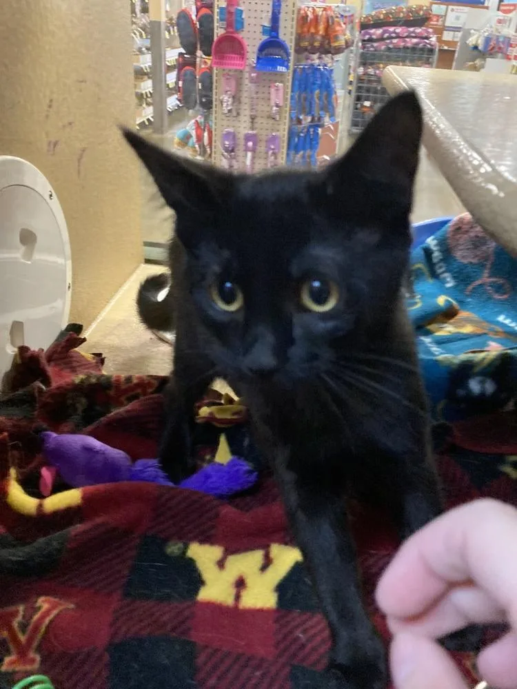 A baby small-sized female Black Domestic Short Hair cat named Turnip for adoption in Anoka, MN