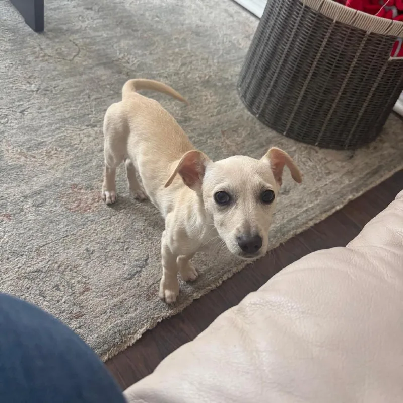 A young small-sized female Yellow / Tan / Blond / Fawn Chihuahua dog named Flower Pot "Lily" for adoption in San Antonio, TX