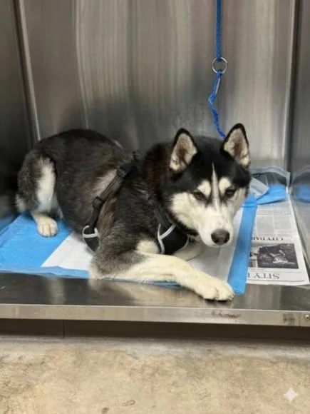A young medium-sized male Siberian Husky dog named Astro for adoption in Chatsworth, CA