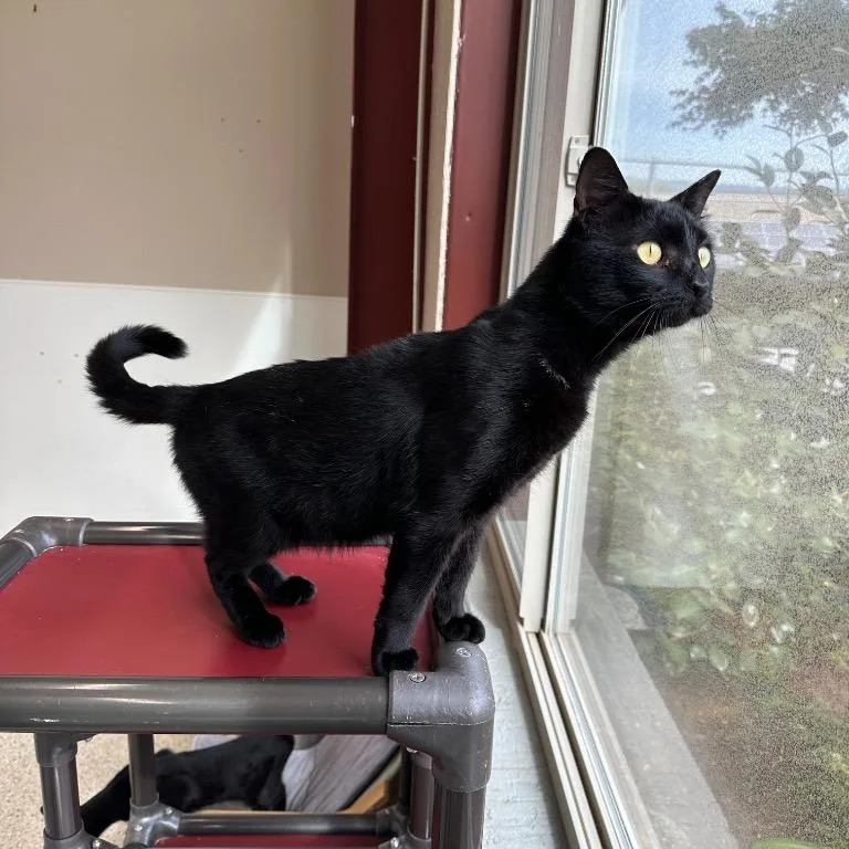 A young medium-sized male Black Domestic Short Hair cat named Hendricks for adoption in Newberg, OR