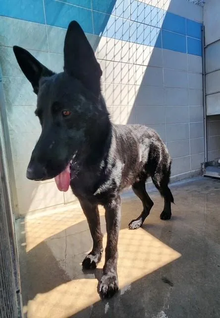 A young large-sized male German Shepherd Dog dog named Tony Fang for adoption in Burbank, CA