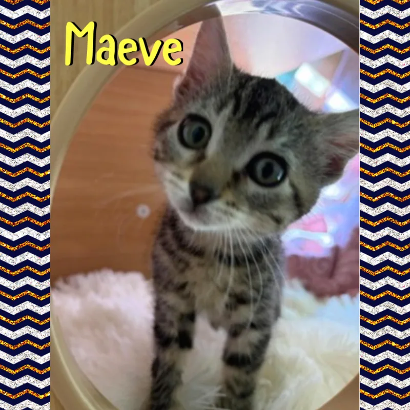 A baby medium-sized female Domestic Medium Hair cat named Maeve for adoption in Red Lodge, MT
