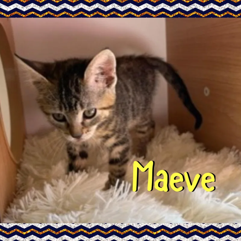 Maeve thumbnail 2