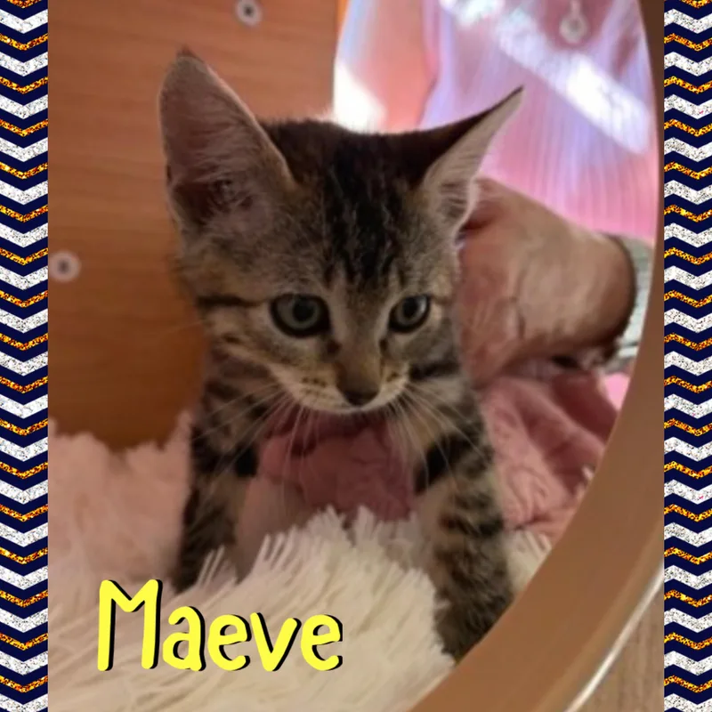Maeve thumbnail 3
