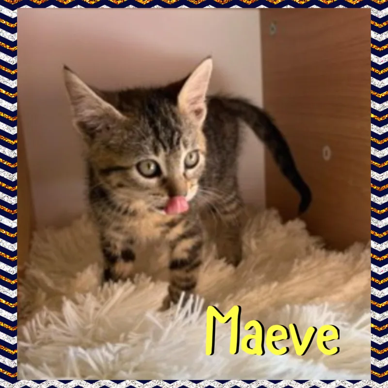 Maeve thumbnail 4