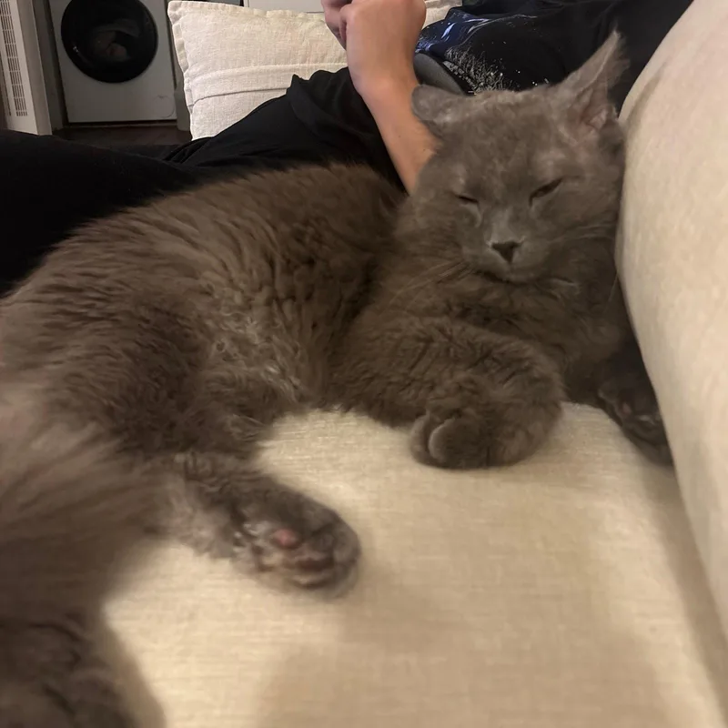 An adult medium-sized male Domestic Medium Hair cat named Shaggy for adoption in Brooklyn, NY